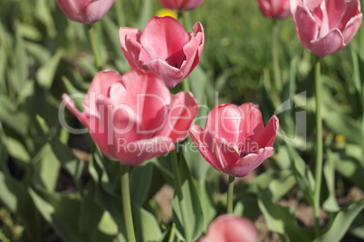 Red Tulip at Spring