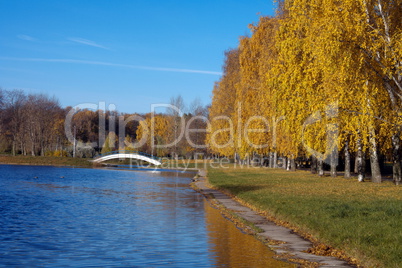 birch at autumn day