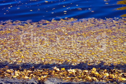 Yellow Birch Leafs on Water