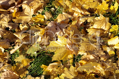 Yellow Maple Carpet at Autumn