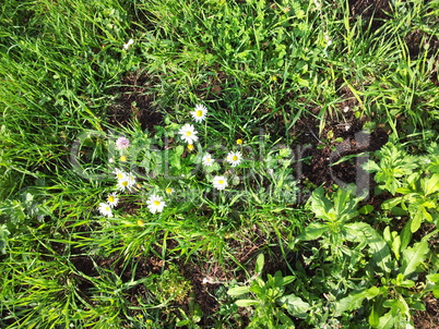 chamomile at dry sunny day