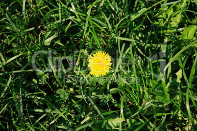 dandelion at fall