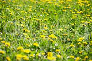 dandelion at spring