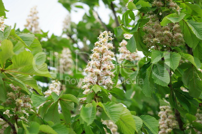 chestnut at spring