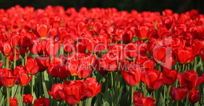 red tulip at spring