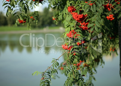 ashberry with leafs