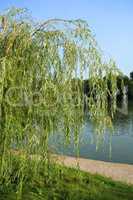 weeping willow