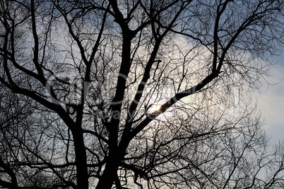 naked tree and sun