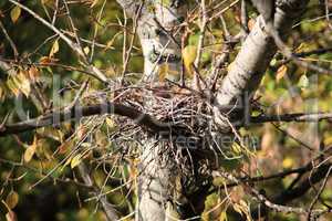 convolute nest on tree
