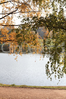 birch at autumn