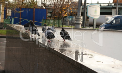 dove on granite parapet