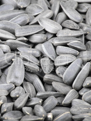 many of sunflower seeds