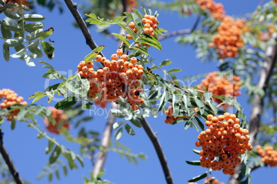 ashberry with leafs on sky background, september