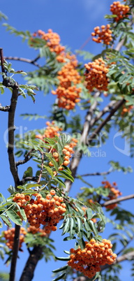 ashberry with leafs on sky background, september