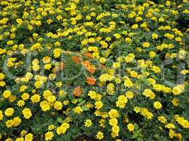 yellow flowers on flowerbed