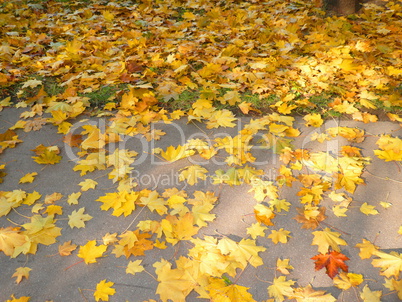 yellow maple carpet on asphalt