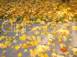 yellow maple carpet on asphalt