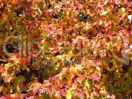 birch leafs at autumn