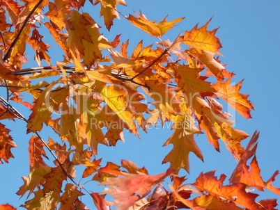 red maple at autumn