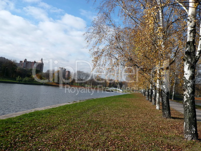 birch alley at autumn