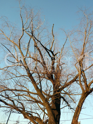 naked tree