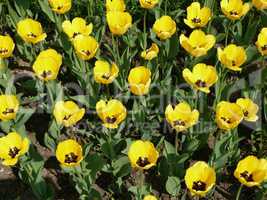 yellow tulip at spring day