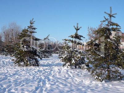 fir tree at winter