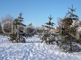 fir tree at winter
