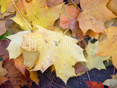 maple leafs on earth