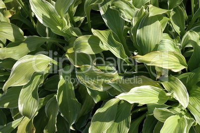 grass green leafs