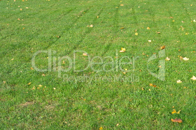 Yellow Maple Leafs on Grass