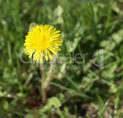 Dandelion at Spring