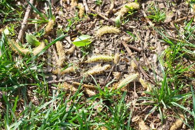 ground in park at day