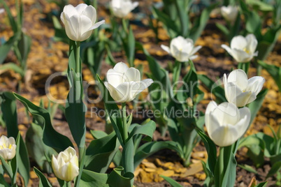 White Tulip at Spring