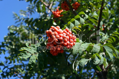 ashberry at dry sunny day