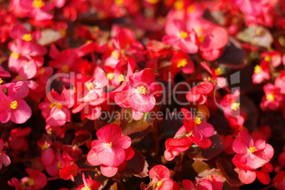 red little flowers