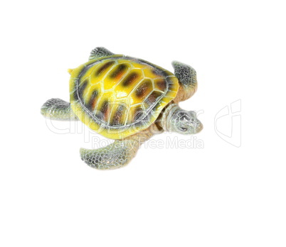 shell turtle