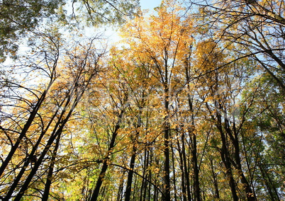 trees in autumn