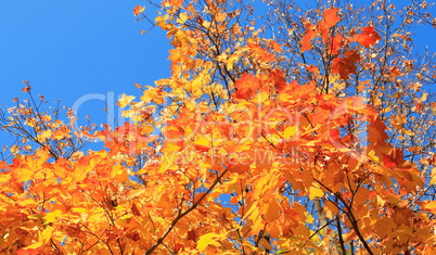 yellow leafs on tree