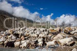 Mountain goats, Spiti Valley