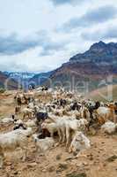 Mountain goats, Spiti Valley