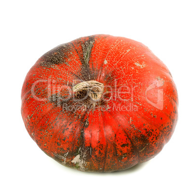 Red ripe pumpkin