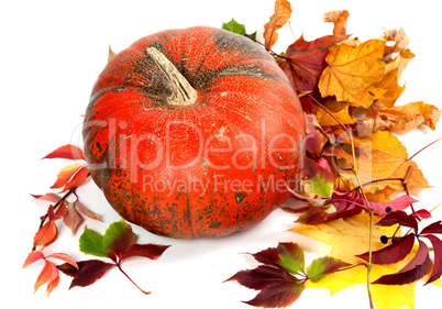 Red ripe pumpkin and multicolor autumn leaves