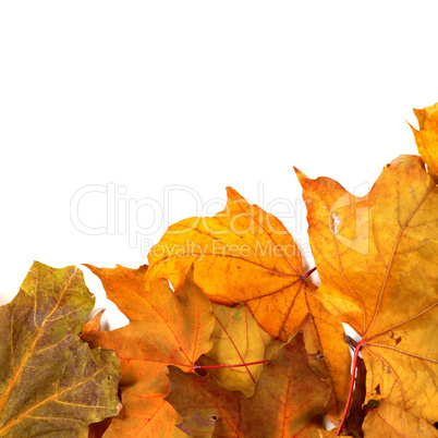 Autumn dried maple-leafs