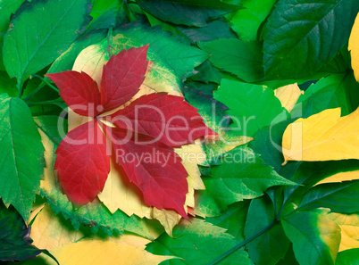 Background of multicolor autumnal leafs