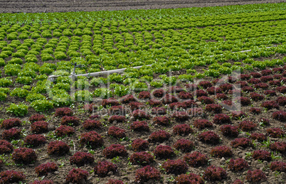 lettucw field