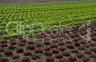 lettucw field