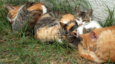 Three stray cats and one kitten sleeping