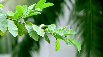 Leaf swinging in the wind