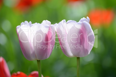 Tulpen